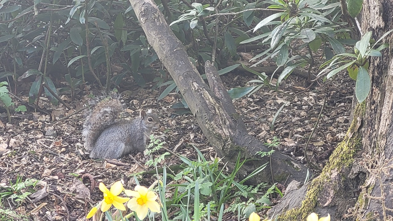 Fwd: Greg Howarth Squirrel Graves Park			
					</div><!-- .entry-content -->
		
		<footer>
		
		
		
					
					</footer><!-- .entry-meta -->
	</article><!-- #post -->
				
											
				
		
<hr class=