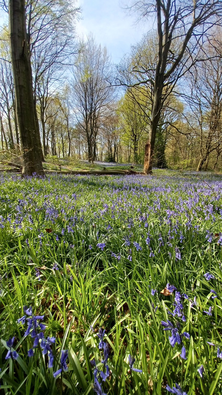 Fwd: Bluebells			
					</div><!-- .entry-content -->
		
		<footer>
		
		
		
					
					</footer><!-- .entry-meta -->
	</article><!-- #post -->
				
											
				
		
<hr class=