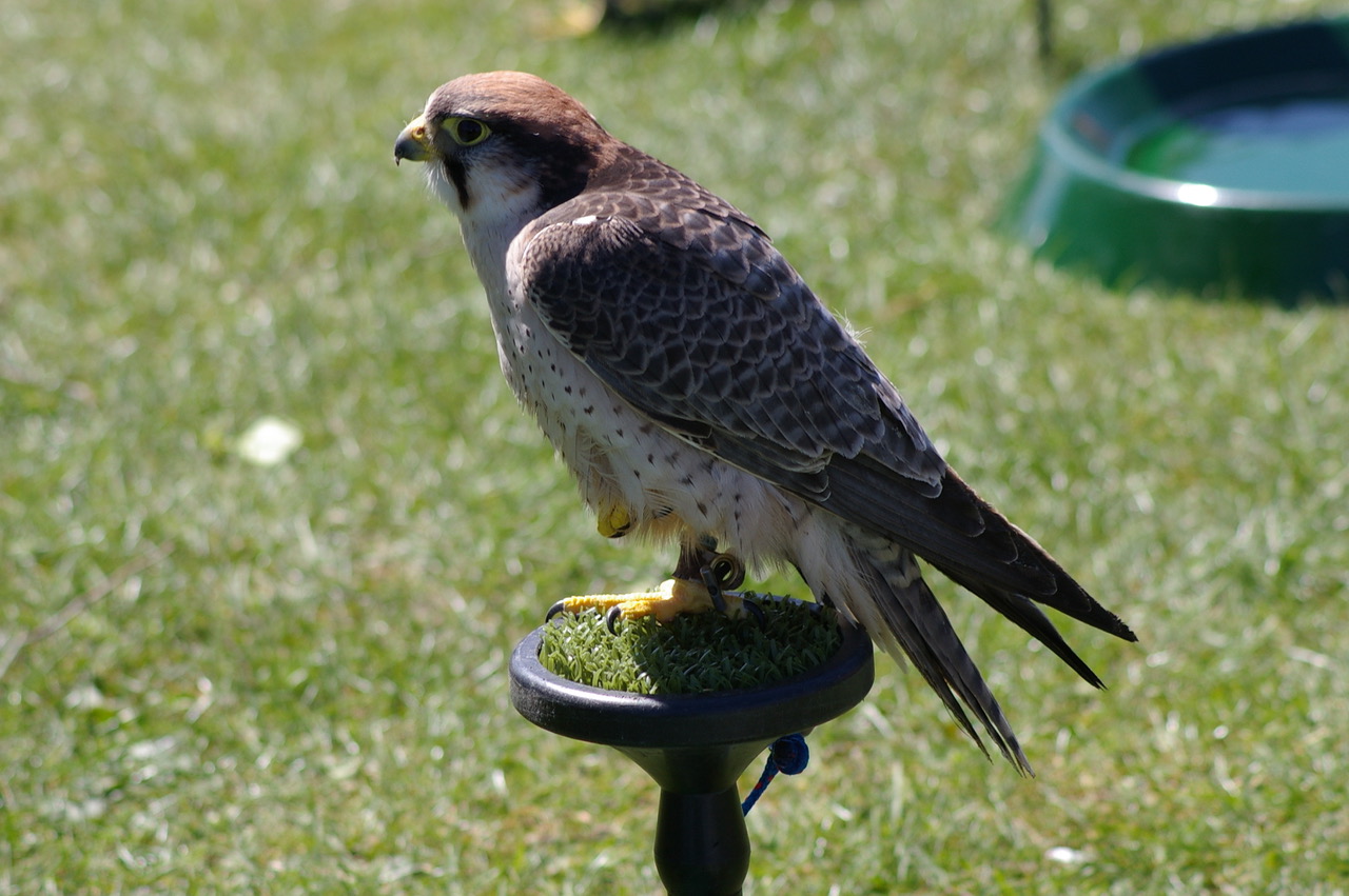 Fwd: Photo of Falcon			
					</div><!-- .entry-content -->
		
		<footer>
		
		
		
					
					</footer><!-- .entry-meta -->
	</article><!-- #post -->
				
											
				
		
<hr class=