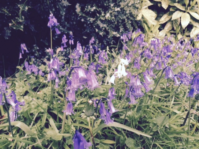 Fwd: Bluebells, Beech Hill, Norfolk Park. Geoff Swindells Basegreen			
					</div><!-- .entry-content -->
		
		<footer>
		
		
		
					
					</footer><!-- .entry-meta -->
	</article><!-- #post -->
				
											
				
		
<hr class=