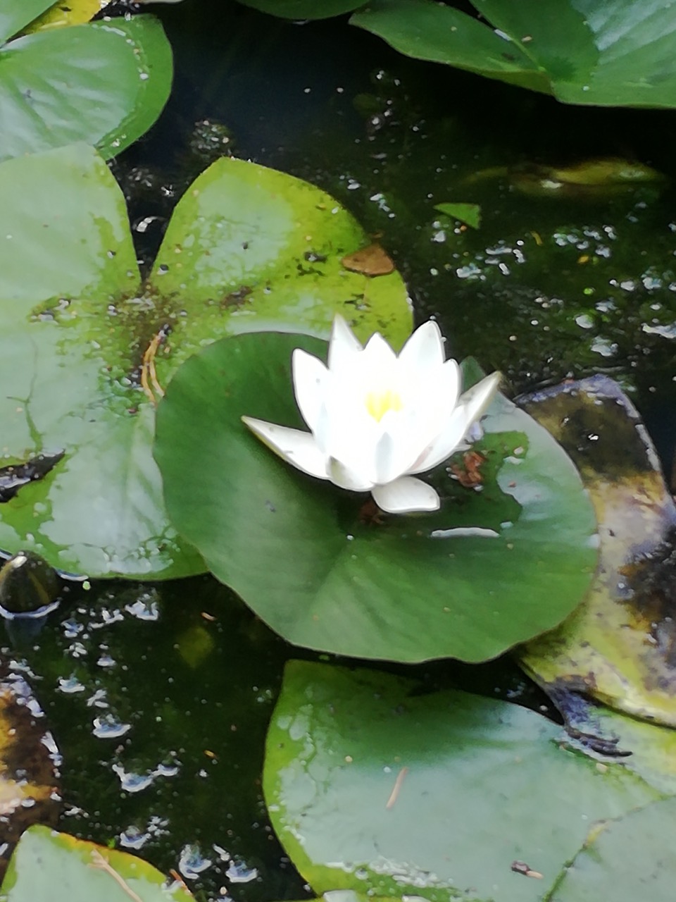 Fwd: Lilies			
					</div><!-- .entry-content -->
		
		<footer>
		
		
		
					
					</footer><!-- .entry-meta -->
	</article><!-- #post -->
				
											
				
		
<hr class=