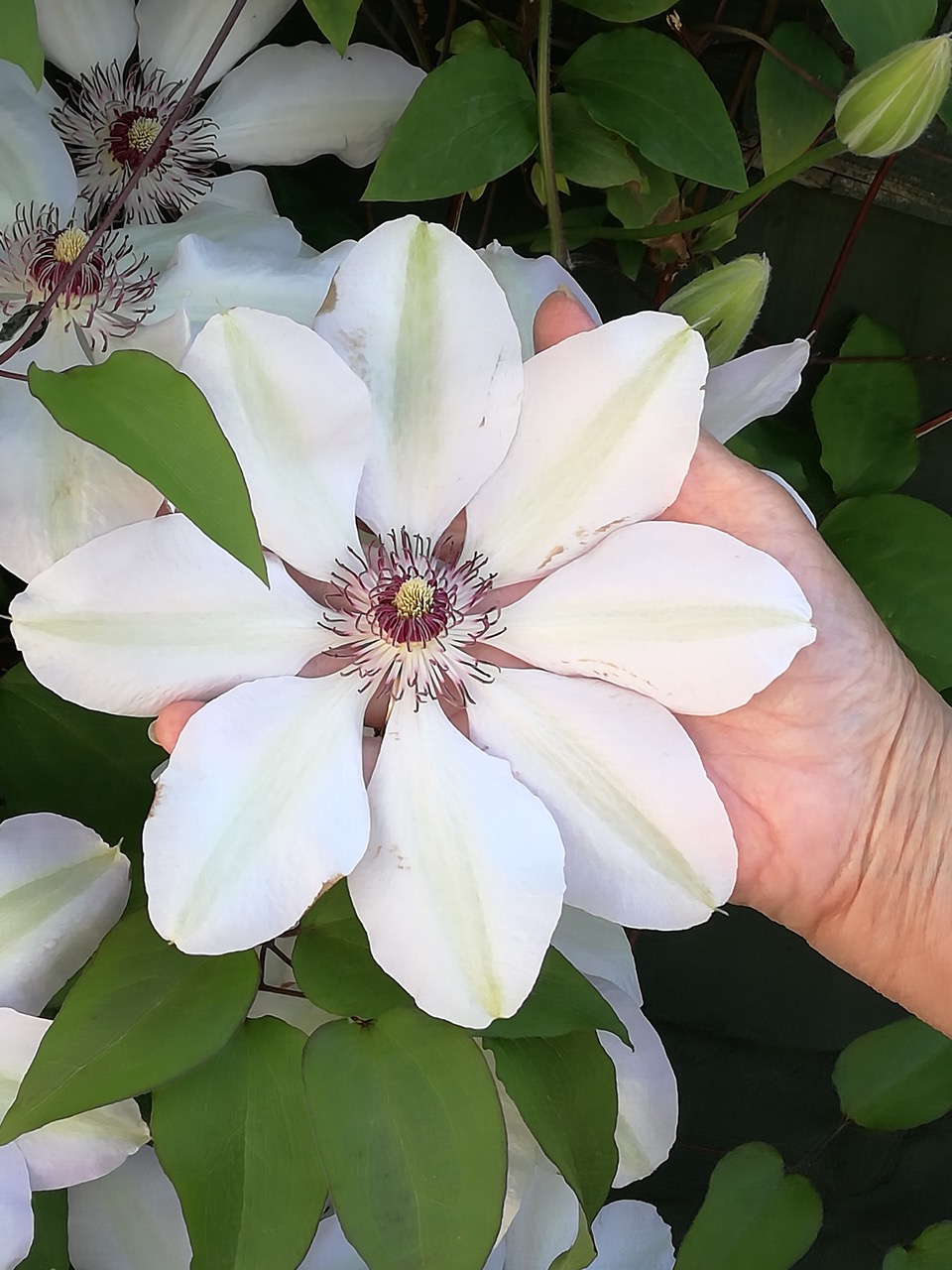 Fwd: Clematis Charnock			
					</div><!-- .entry-content -->
		
		<footer>
		
		
		
					
					</footer><!-- .entry-meta -->
	</article><!-- #post -->
				
											
				
		
<hr class=