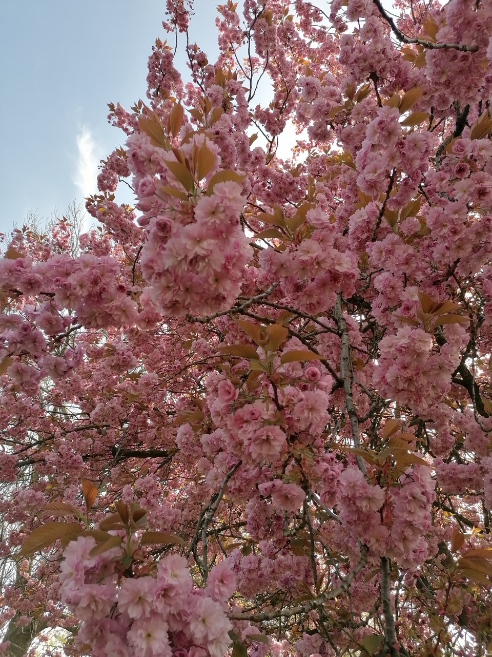 Fwd: Blossom by Vee Jay			
					</div><!-- .entry-content -->
		
		<footer>
		
		
		
					
					</footer><!-- .entry-meta -->
	</article><!-- #post -->
				
											
				
		
<hr class=