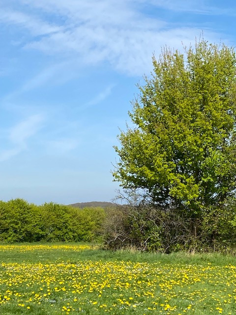Fwd: A Host of Golden Dandelions by Val Unwin			
					</div><!-- .entry-content -->
		
		<footer>
		
		
		
					
					</footer><!-- .entry-meta -->
	</article><!-- #post -->
				
											
				
		
<hr class=