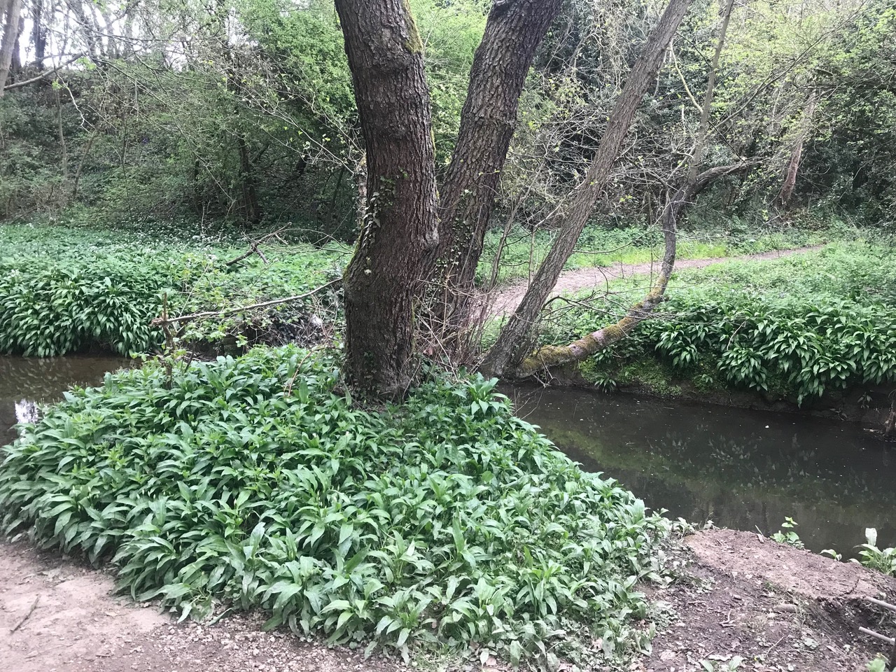 Fwd: Wild garlic,Troway.			
					</div><!-- .entry-content -->
		
		<footer>
		
		
		
					
					</footer><!-- .entry-meta -->
	</article><!-- #post -->
				
											
				
		
<hr class=