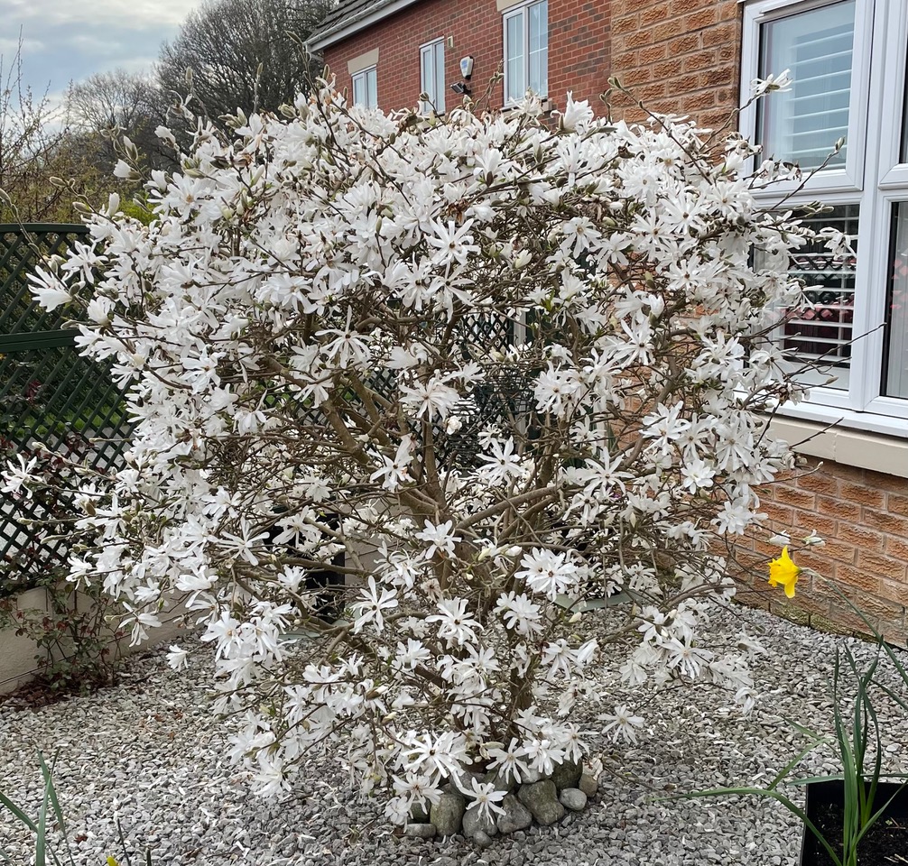 Fwd: Stellata magnolia			
					</div><!-- .entry-content -->
		
		<footer>
		
		
		
					
					</footer><!-- .entry-meta -->
	</article><!-- #post -->
				
											
				
		
<hr class=