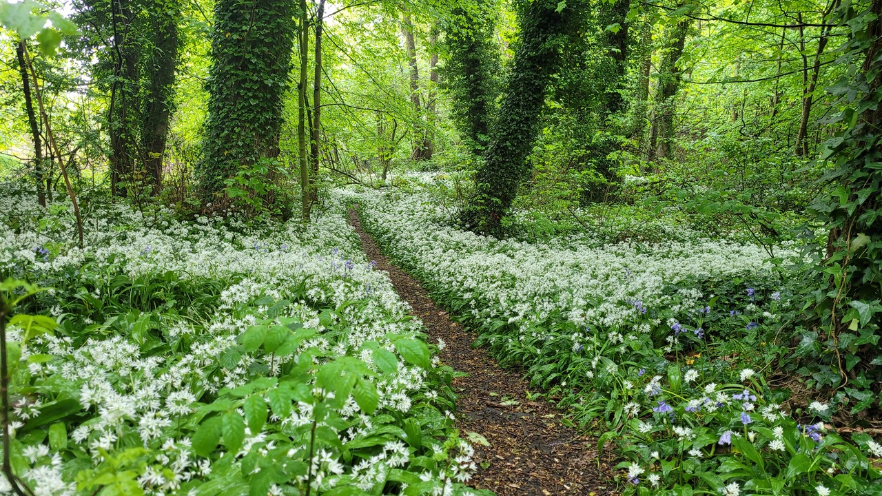 Fwd: Greg Howarth Wild Garlic Millhoused pk			
					</div><!-- .entry-content -->
		
		<footer>
		
		
		
					
					</footer><!-- .entry-meta -->
	</article><!-- #post -->
				
											
				
		
<hr class=