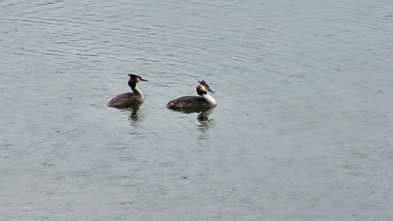 Fwd: Greg Howarth Ulley Great Crested Grebes			
					</div><!-- .entry-content -->
		
		<footer>
		
		
		
					
					</footer><!-- .entry-meta -->
	</article><!-- #post -->
				
											
				
		
<hr class=
