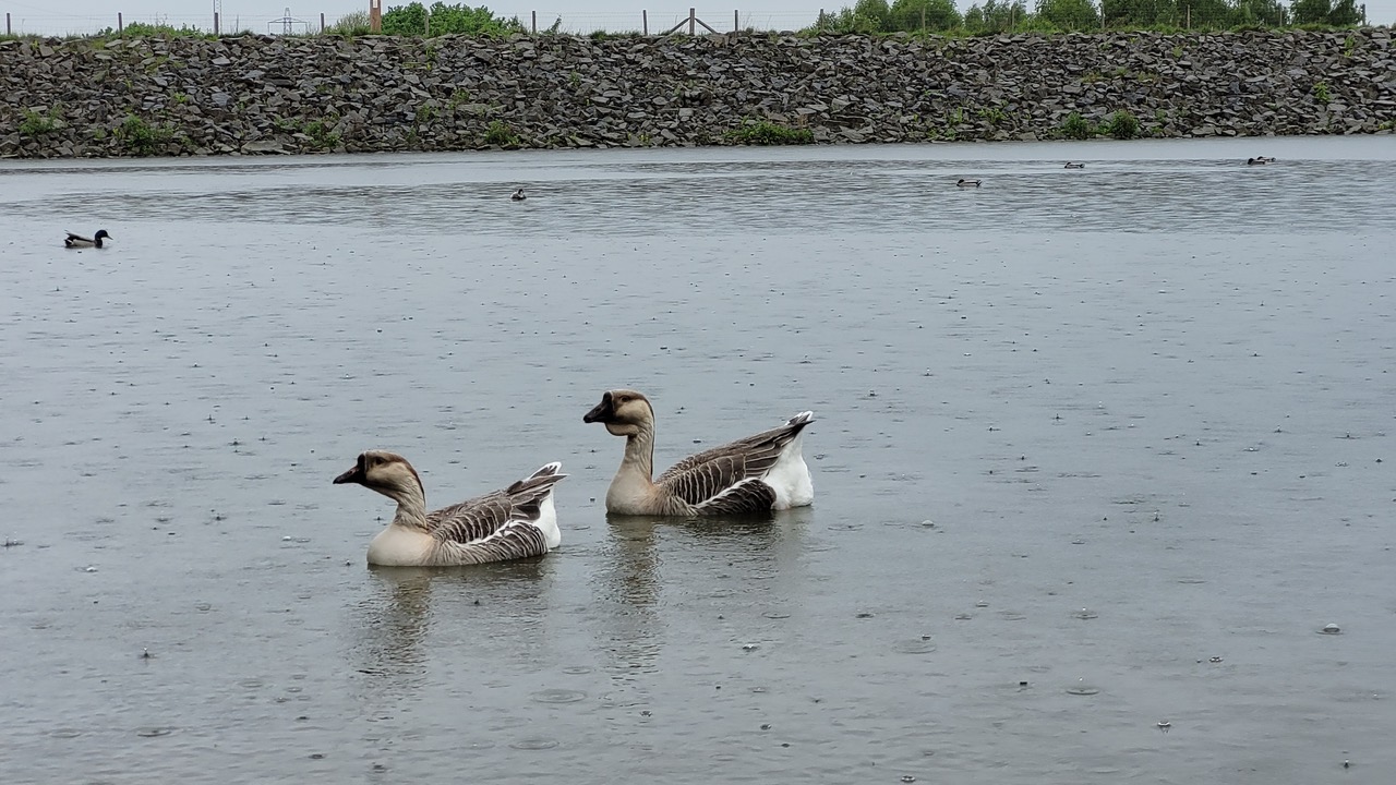 Fwd: Greg Howarth African Geese Ulley Reservoir			
					</div><!-- .entry-content -->
		
		<footer>
		
		
		
					
					</footer><!-- .entry-meta -->
	</article><!-- #post -->
				
											
				
		
<hr class=