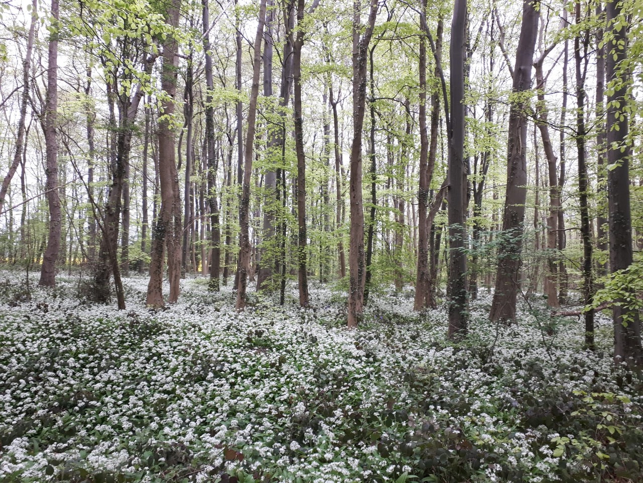 Fwd: Vince,Mary. Blue Bell Wood Firbeck			
					</div><!-- .entry-content -->
		
		<footer>
		
		
		
					
					</footer><!-- .entry-meta -->
	</article><!-- #post -->
				
											
				
		
<hr class=