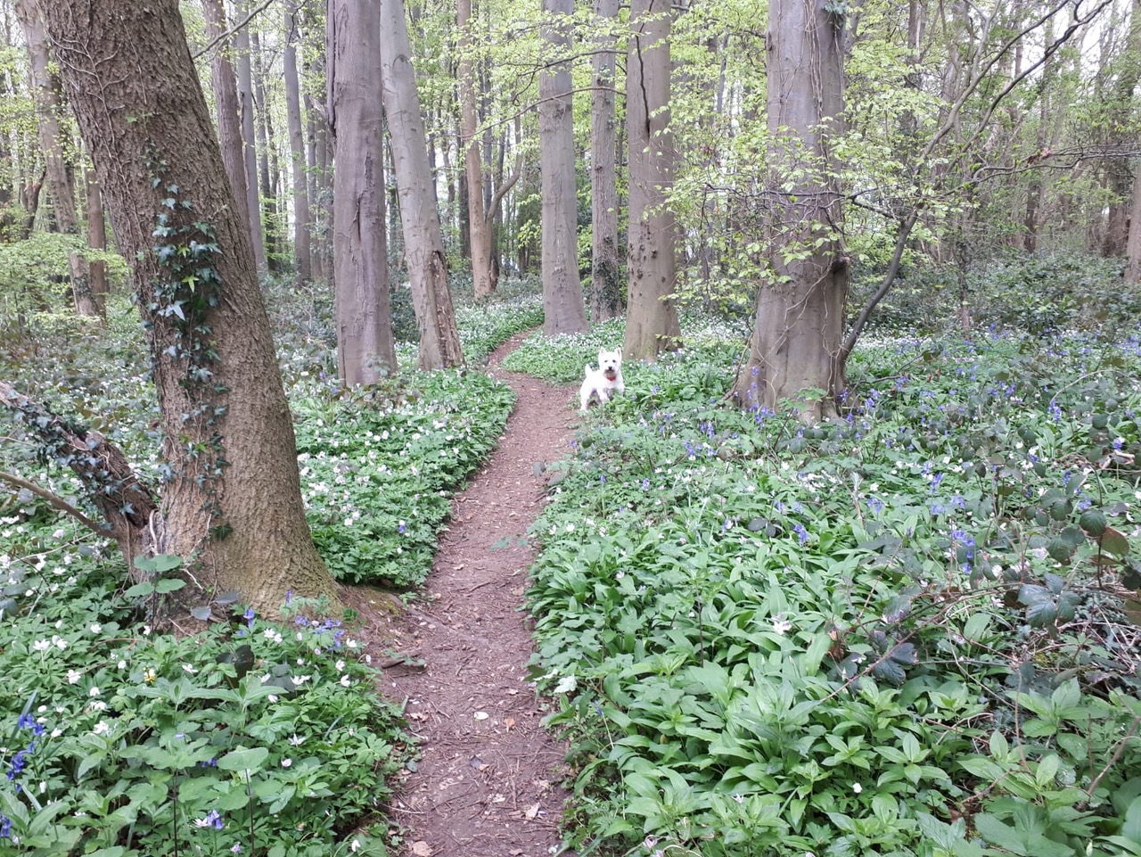 Fwd: Vince,Mary. Blue Bell Wood Firbeck			
					</div><!-- .entry-content -->
		
		<footer>
		
		
		
					
					</footer><!-- .entry-meta -->
	</article><!-- #post -->
				
											
				
		
<hr class=