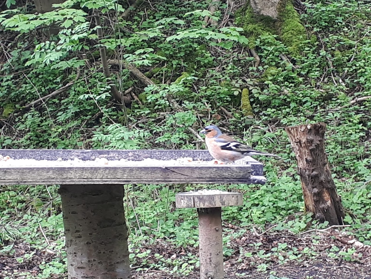 Fwd: Mary, chaffinch, wetwang rest stop			
					</div><!-- .entry-content -->
		
		<footer>
		
		
		
					
					</footer><!-- .entry-meta -->
	</article><!-- #post -->
				
											
				
		
<hr class=