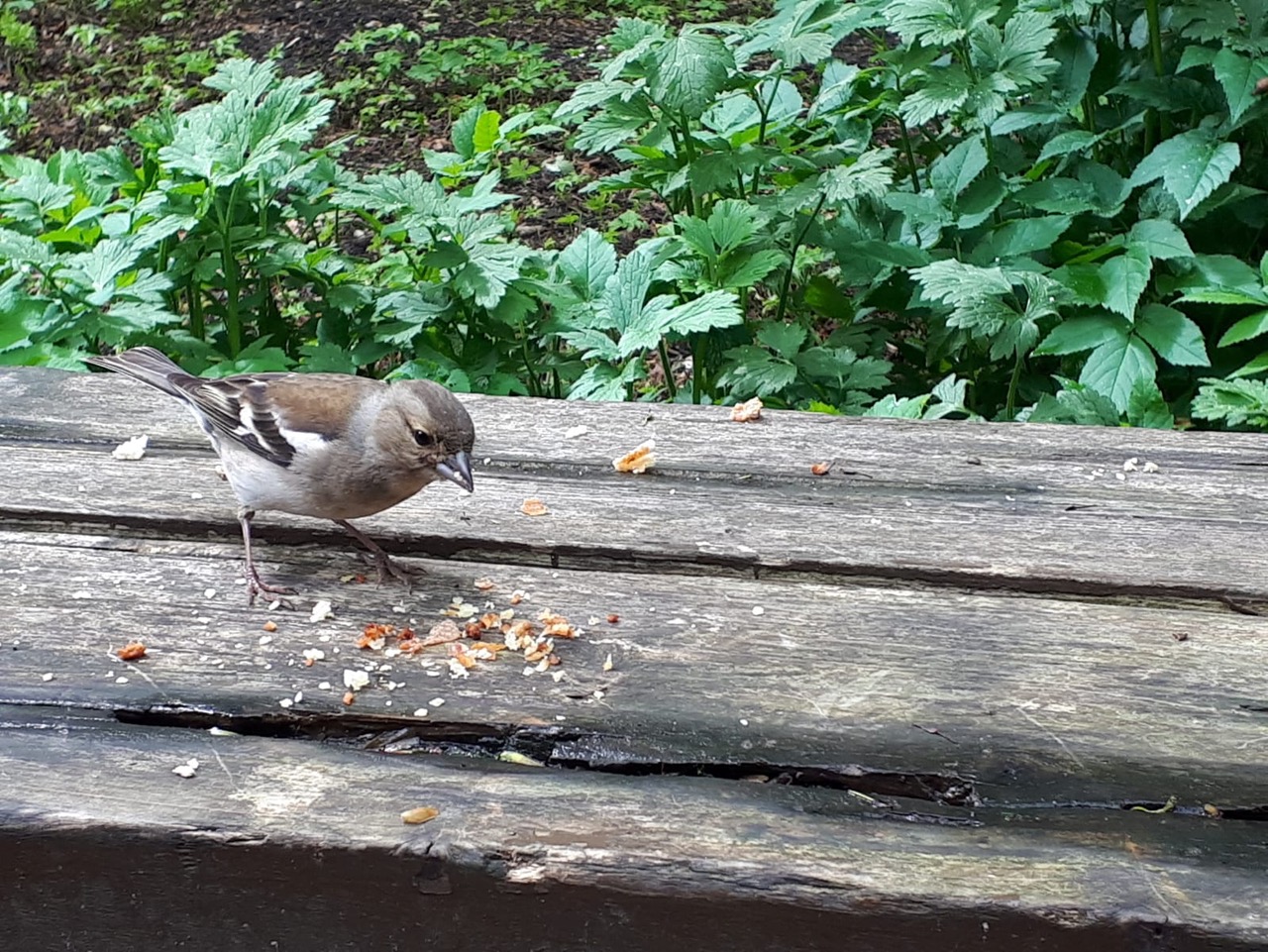 Fwd: Mary,Chaffinch,Wetwang rest stop			
					</div><!-- .entry-content -->
		
		<footer>
		
		
		
					
					</footer><!-- .entry-meta -->
	</article><!-- #post -->
				
											
				
		
<hr class=