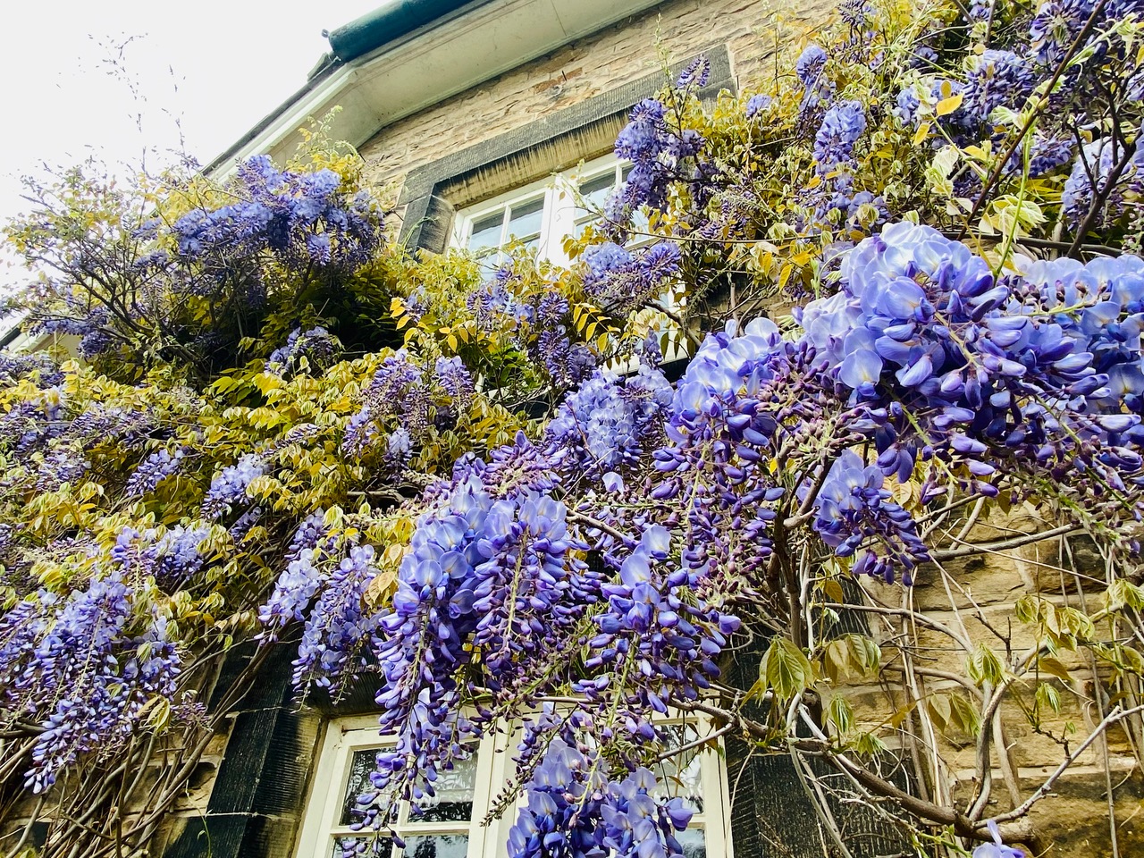 Fwd: Wisteria Sheffield Botanical Gardens. Keith Bown			
					</div><!-- .entry-content -->
		
		<footer>
		
		
		
					
					</footer><!-- .entry-meta -->
	</article><!-- #post -->
				
											
				
		
<hr class=