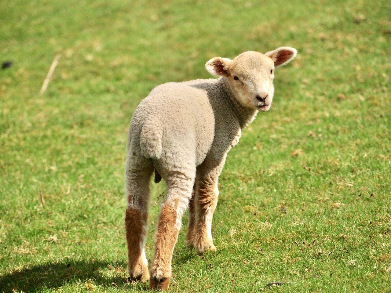 Fwd: Lamb at Ladybower. Keith Bown			
					</div><!-- .entry-content -->
		
		<footer>
		
		
		
					
					</footer><!-- .entry-meta -->
	</article><!-- #post -->
				
											
				
		
<hr class=