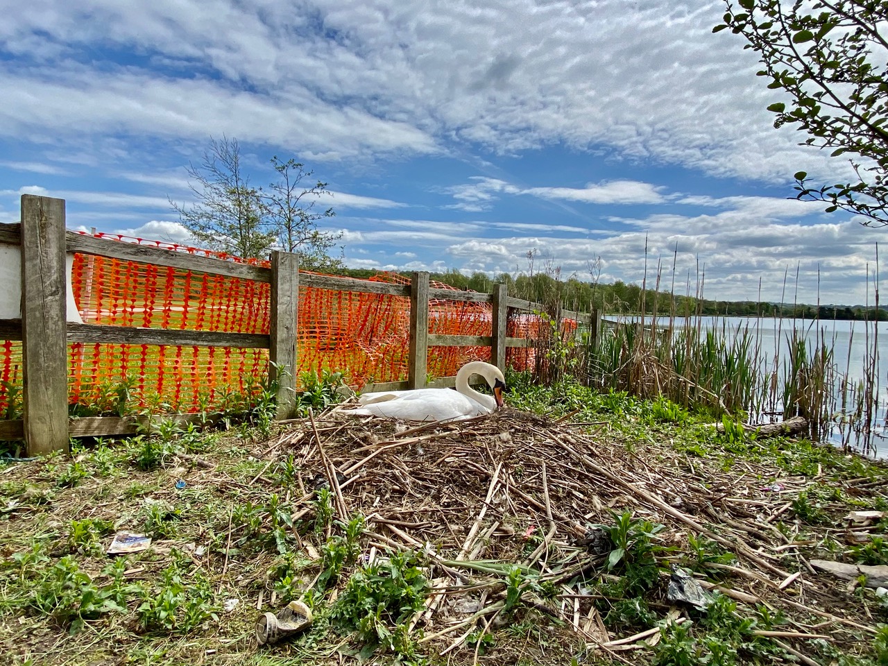 Fwd: Nesting Swan at Rother Valley Country Park. Keith Bown			
					</div><!-- .entry-content -->
		
		<footer>
		
		
		
					
					</footer><!-- .entry-meta -->
	</article><!-- #post -->
				
											
				
		
<hr class=