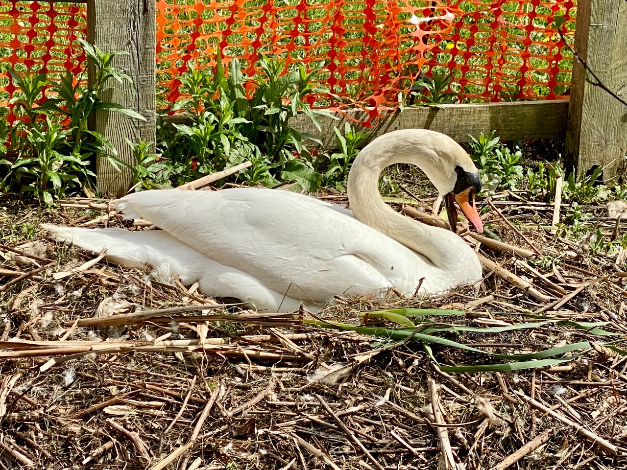Fwd: Swan nesting Rother Valley Country park. Keith Bown			
					</div><!-- .entry-content -->
		
		<footer>
		
		
		
					
					</footer><!-- .entry-meta -->
	</article><!-- #post -->
				
											
				
		
<hr class=