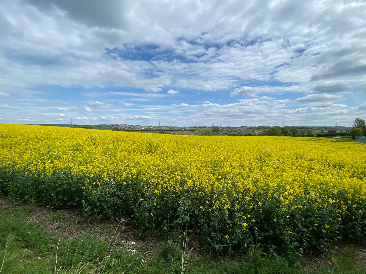 Fwd: Rapeseeds Staveley. Keith Bown			
					</div><!-- .entry-content -->
		
		<footer>
		
		
		
					
					</footer><!-- .entry-meta -->
	</article><!-- #post -->
				
											
				
		
<hr class=