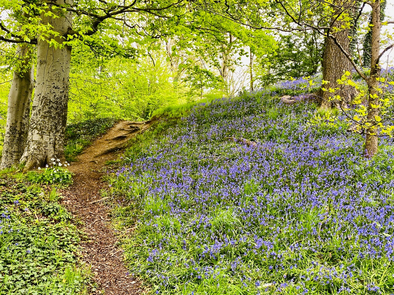Fwd: Bluebells Chesterfield. Keith Bown			
					</div><!-- .entry-content -->
		
		<footer>
		
		
		
					
					</footer><!-- .entry-meta -->
	</article><!-- #post -->
				
											
				
		
<hr class=