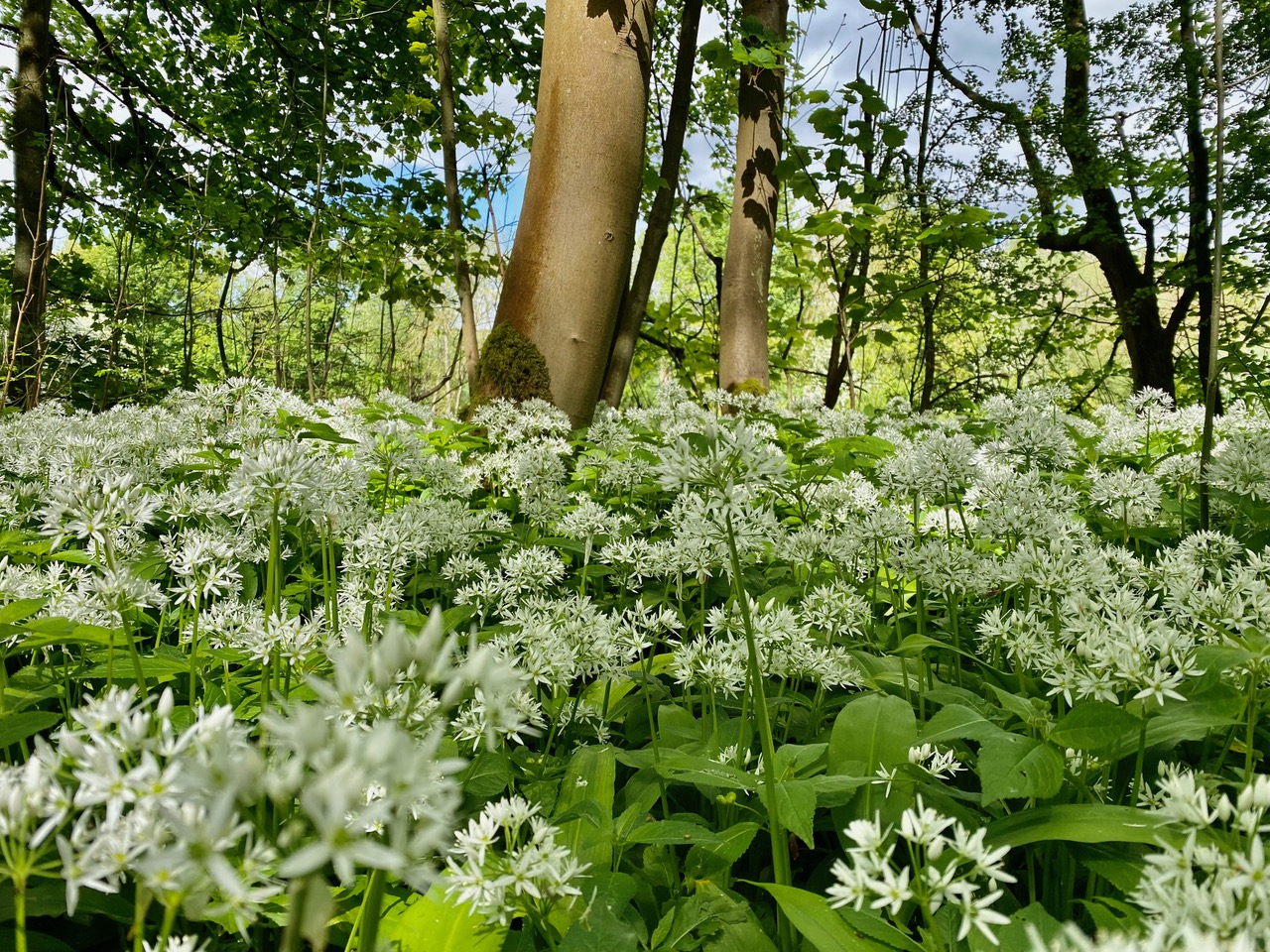Fwd: Wild Garlic Kiveton. Keith Bown			
					</div><!-- .entry-content -->
		
		<footer>
		
		
		
					
					</footer><!-- .entry-meta -->
	</article><!-- #post -->
				
											
				
		
<hr class=