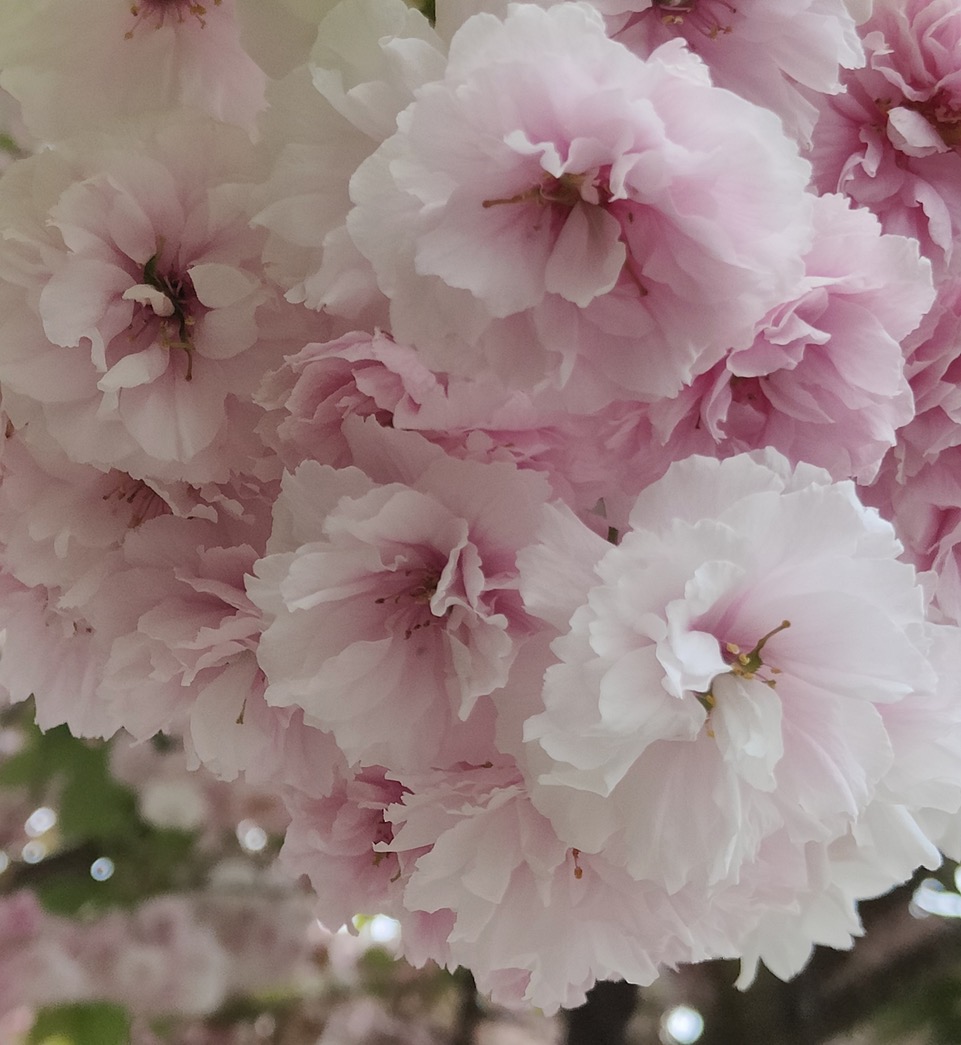 Fwd: Cherry blossom			
					</div><!-- .entry-content -->
		
		<footer>
		
		
		
					
					</footer><!-- .entry-meta -->
	</article><!-- #post -->
				
											
				
		
<hr class=