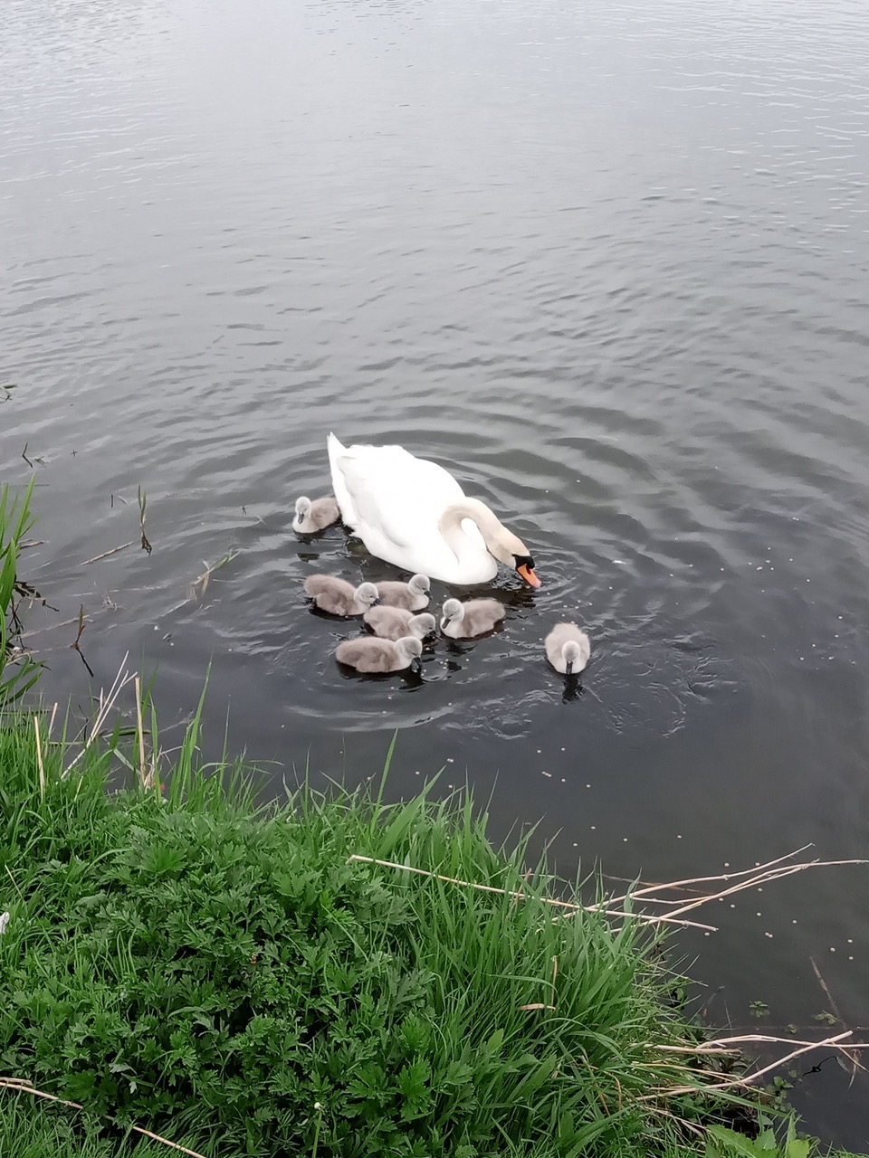 Fwd: Frecheville swans and babies Monday 9th May 2022			
					</div><!-- .entry-content -->
		
		<footer>
		
		
		
					
					</footer><!-- .entry-meta -->
	</article><!-- #post -->
				
											
				
		
<hr class=