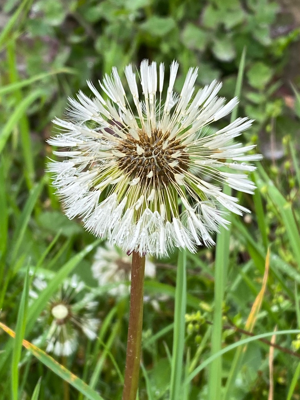 Fwd: Dandelion by Val Unwin			
					</div><!-- .entry-content -->
		
		<footer>
		
		
		
					
					</footer><!-- .entry-meta -->
	</article><!-- #post -->
				
											
				
		
<hr class=