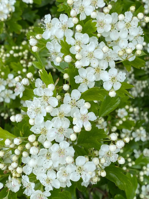 Fwd: Aughton in flower by Val Unwin			
					</div><!-- .entry-content -->
		
		<footer>
		
		
		
					
					</footer><!-- .entry-meta -->
	</article><!-- #post -->
				
											
				
		
<hr class=
