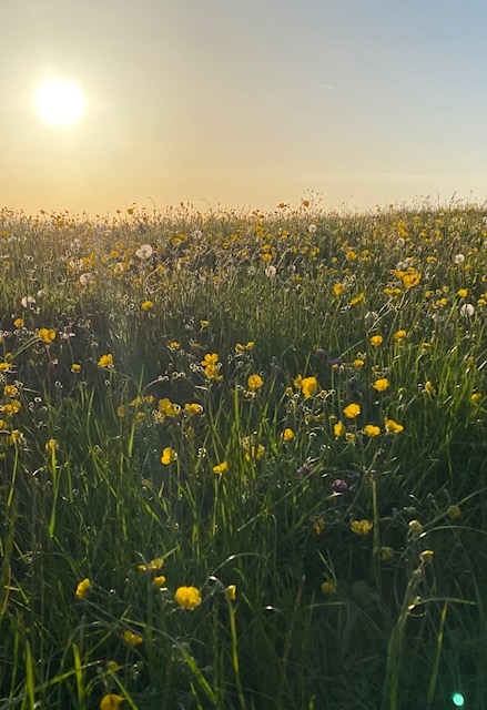 Fwd: Buttercup Field by Val Unwin			
					</div><!-- .entry-content -->
		
		<footer>
		
		
		
					
					</footer><!-- .entry-meta -->
	</article><!-- #post -->
				
											
				
		
<hr class=