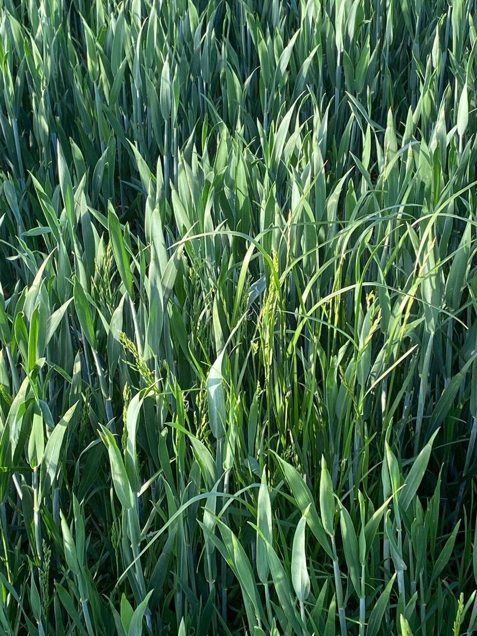 Fwd: Summer crop by Val Unwin			
					</div><!-- .entry-content -->
		
		<footer>
		
		
		
					
					</footer><!-- .entry-meta -->
	</article><!-- #post -->
				
											
				
		
<hr class=