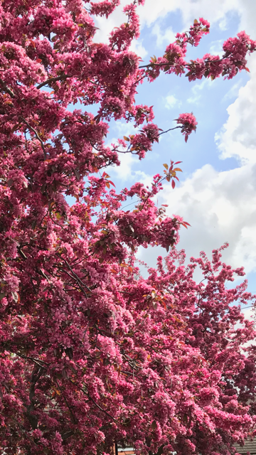 Fwd: Cherry Blossom, Chancet Wood, Geoff Swindells			
					</div><!-- .entry-content -->
		
		<footer>
		
		
		
					
					</footer><!-- .entry-meta -->
	</article><!-- #post -->
				
											
				
		
<hr class=