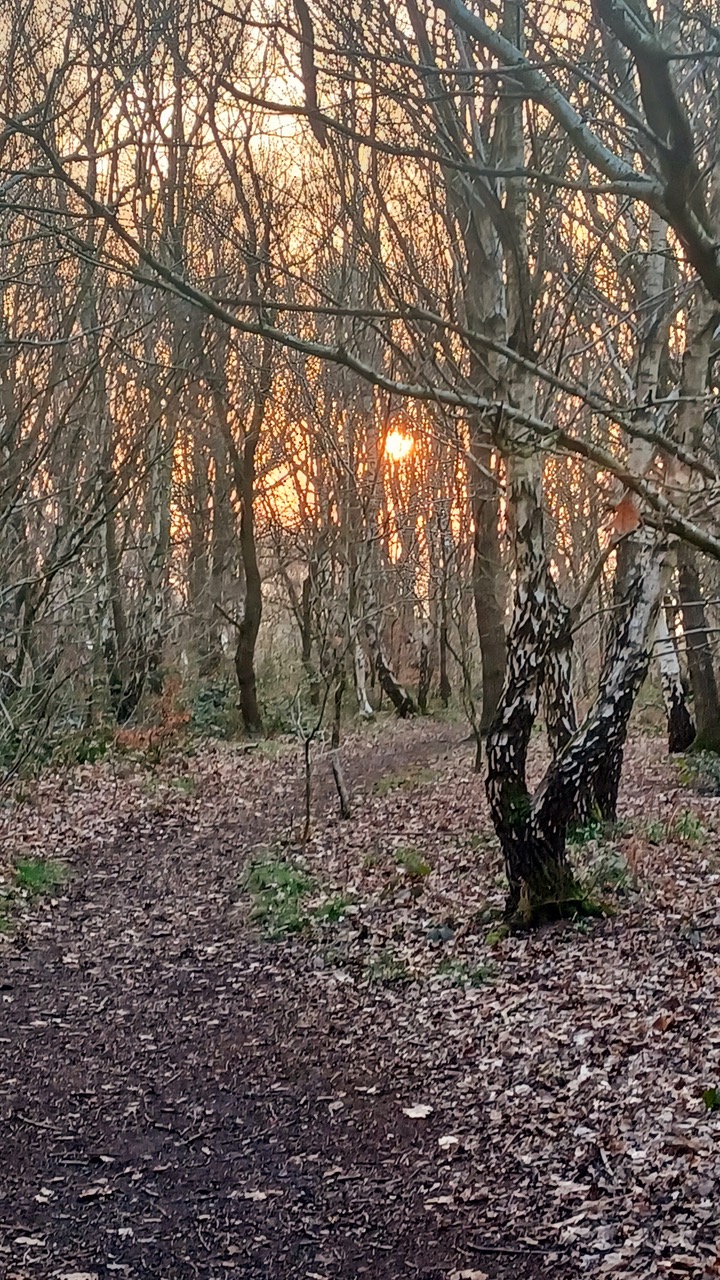 Fwd: Canklow Woods sunrise by Mark Winter			
					</div><!-- .entry-content -->
		
		<footer>
		
		
		
					
					</footer><!-- .entry-meta -->
	</article><!-- #post -->
				
											
				
		
<hr class=