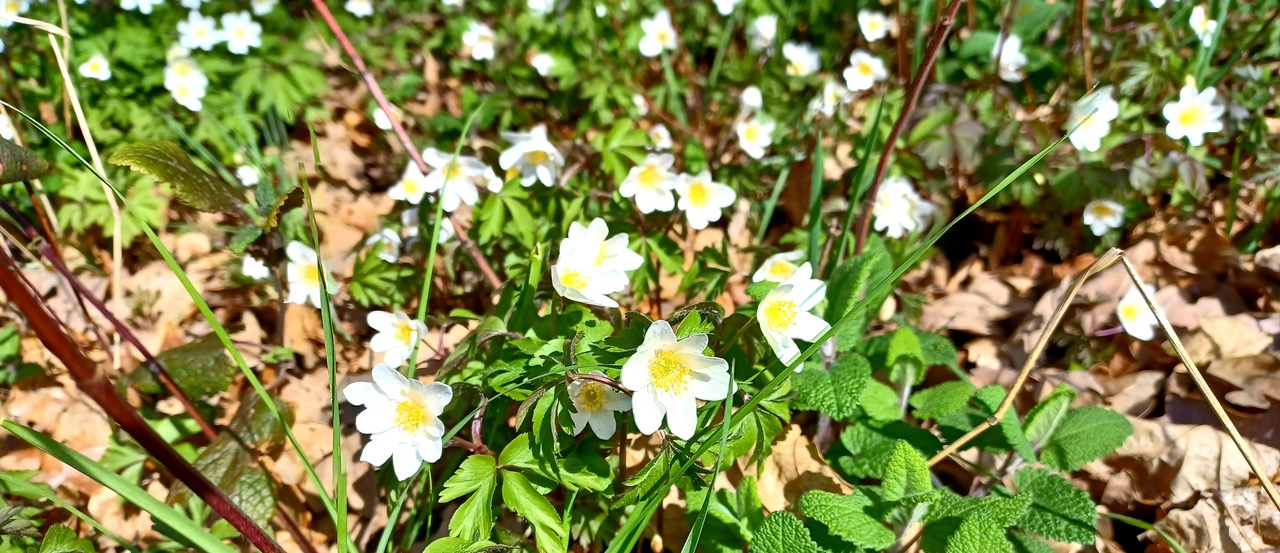 Fwd: Wood Anemones in Canklow Woods by Mark Winter			
					</div><!-- .entry-content -->
		
		<footer>
		
		
		
					
					</footer><!-- .entry-meta -->
	</article><!-- #post -->
				
											
				
		
<hr class=
