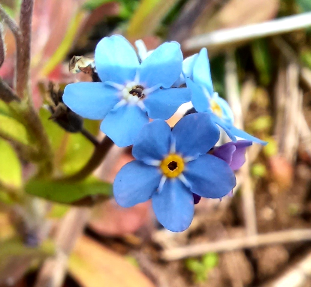 Fwd: Forgot me nots, Centenary Riverside by Mark Winter			
					</div><!-- .entry-content -->
		
		<footer>
		
		
		
					
					</footer><!-- .entry-meta -->
	</article><!-- #post -->
				
											
				
		
<hr class=