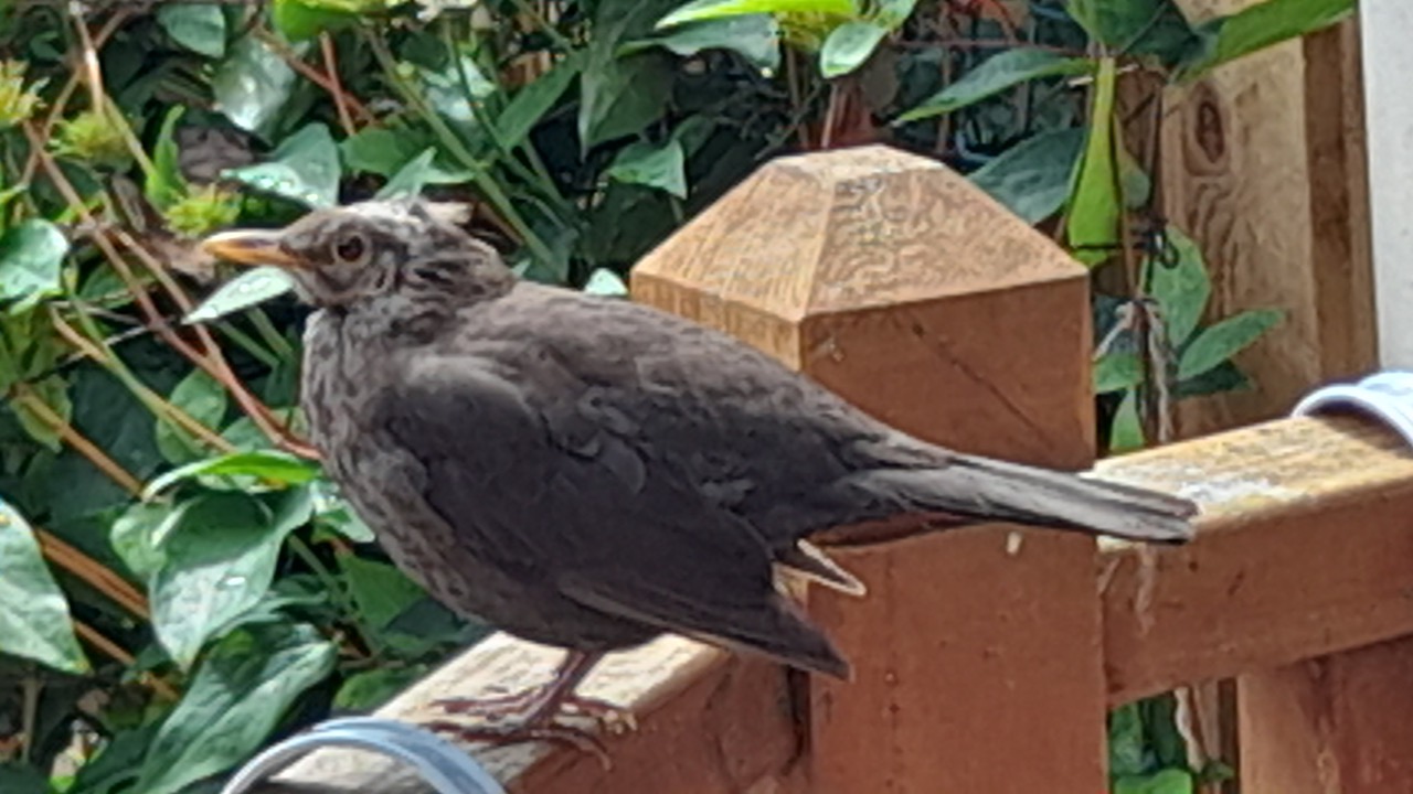 Fwd: Garden at Charnock			
					</div><!-- .entry-content -->
		
		<footer>
		
		
		
					
					</footer><!-- .entry-meta -->
	</article><!-- #post -->
				
											
				
		
<hr class=