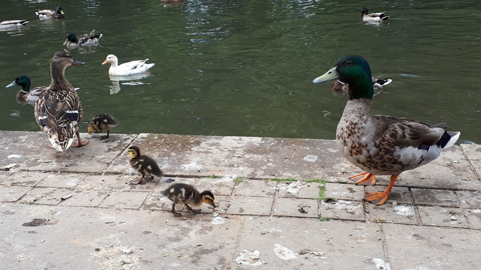 Fwd: Vincet.Tickhill Pond			
					</div><!-- .entry-content -->
		
		<footer>
		
		
		
					
					</footer><!-- .entry-meta -->
	</article><!-- #post -->
				
											
				
		
<hr class=