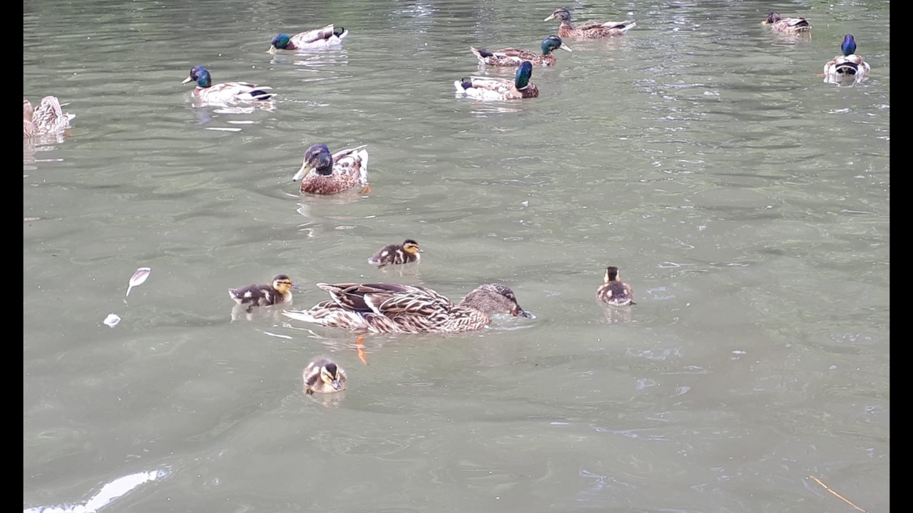 Fwd: Mary.Tickhill Pond			
					</div><!-- .entry-content -->
		
		<footer>
		
		
		
					
					</footer><!-- .entry-meta -->
	</article><!-- #post -->
				
											
				
		
<hr class=