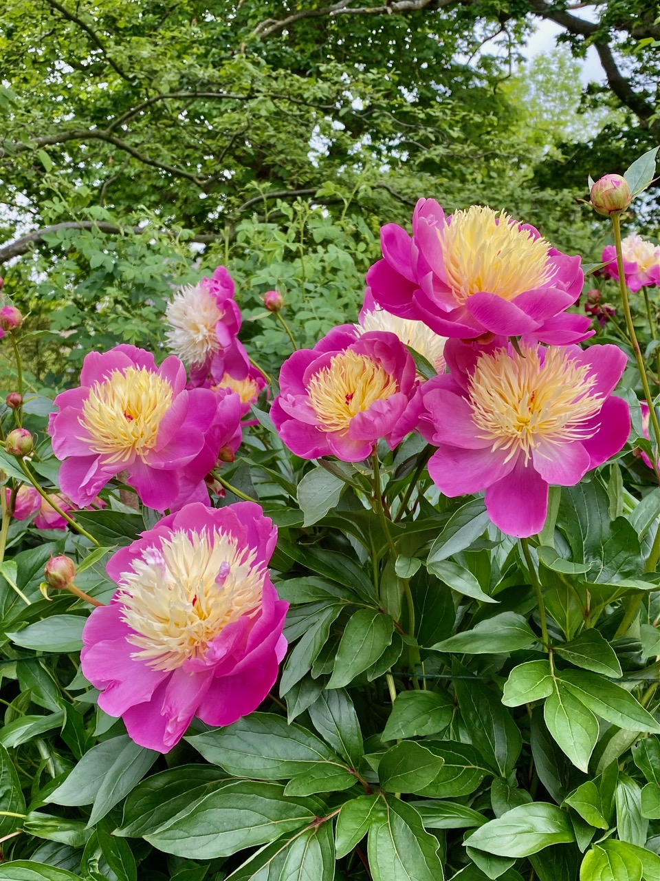 Fwd: Chinese peonies Sheffield Botanical Gardens. Keith Bown			
					</div><!-- .entry-content -->
		
		<footer>
		
		
		
					
					</footer><!-- .entry-meta -->
	</article><!-- #post -->
				
											
				
		
<hr class=