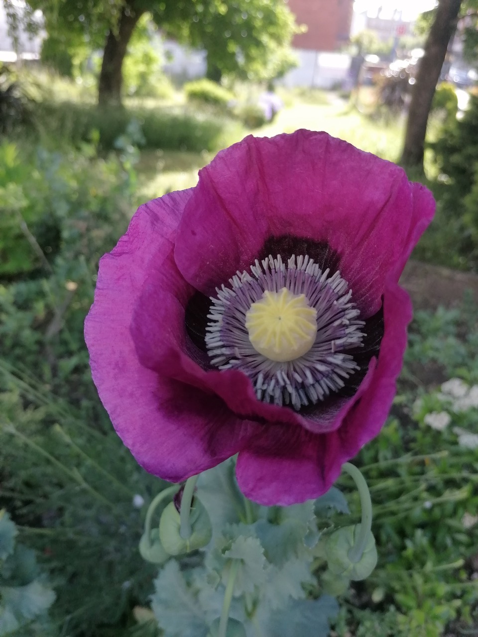 Fwd: Holme Lane Community Garden by Vee Jay			
					</div><!-- .entry-content -->
		
		<footer>
		
		
		
					
					</footer><!-- .entry-meta -->
	</article><!-- #post -->
				
											
				
		
<hr class=