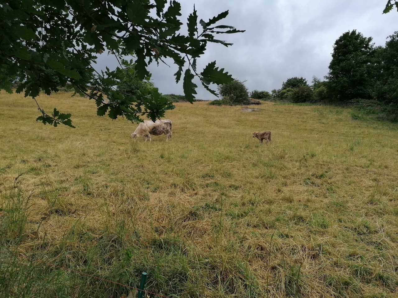 Fwd: Cow n Calf at Coppice, by Vee Jay			
					</div><!-- .entry-content -->
		
		<footer>
		
		
		
					
					</footer><!-- .entry-meta -->
	</article><!-- #post -->
				
											
				
		
<hr class=