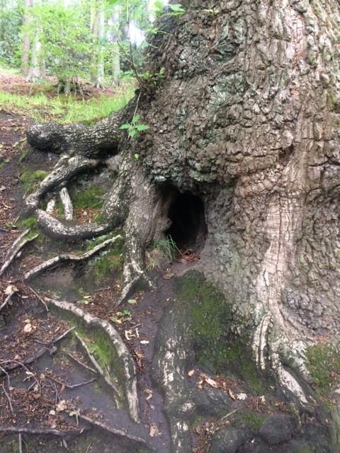 Fwd: Eckington woods			
					</div><!-- .entry-content -->
		
		<footer>
		
		
		
					
					</footer><!-- .entry-meta -->
	</article><!-- #post -->
				
											
				
		
<hr class=