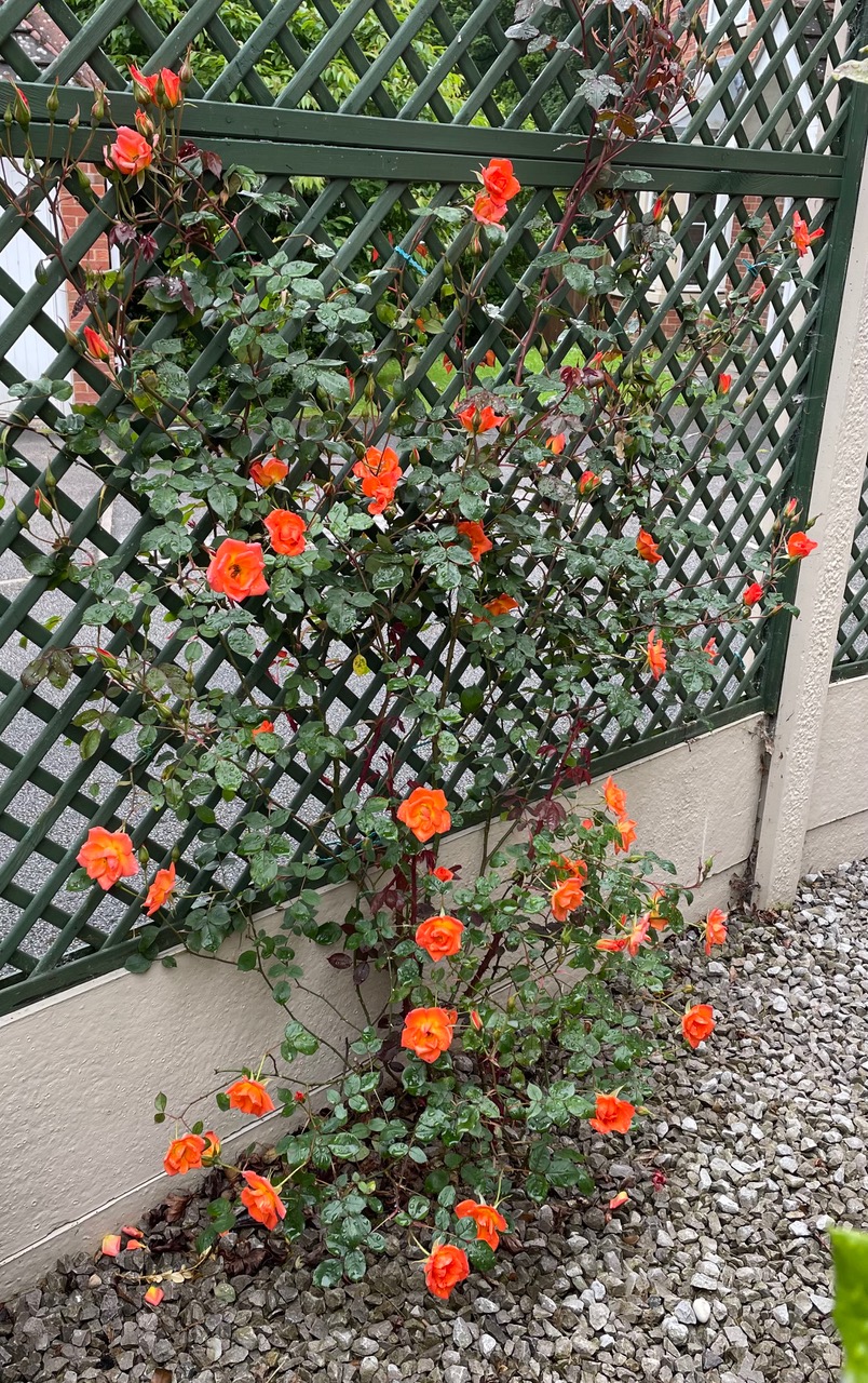 Fwd: Summer rose			
					</div><!-- .entry-content -->
		
		<footer>
		
		
		
					
					</footer><!-- .entry-meta -->
	</article><!-- #post -->
				
											
				
		
<hr class=