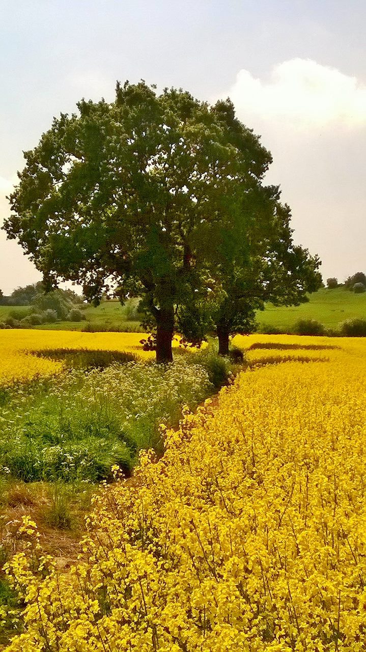 Fwd: Ulley Brook by Mark Winter			
					</div><!-- .entry-content -->
		
		<footer>
		
		
		
					
					</footer><!-- .entry-meta -->
	</article><!-- #post -->
				
											
				
		
<hr class=