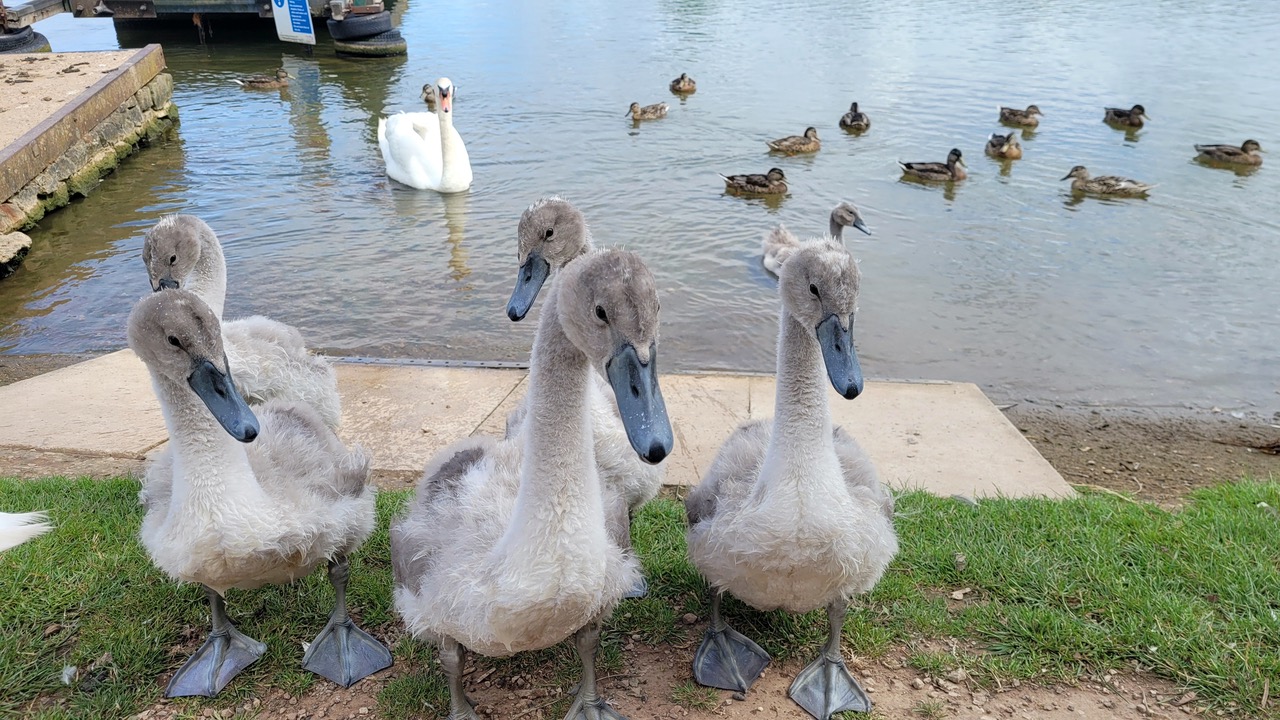 Fwd: Greg Howarth Goslings at Ulley			
					</div><!-- .entry-content -->
		
		<footer>
		
		
		
					
					</footer><!-- .entry-meta -->
	</article><!-- #post -->
				
											
				
		
<hr class=