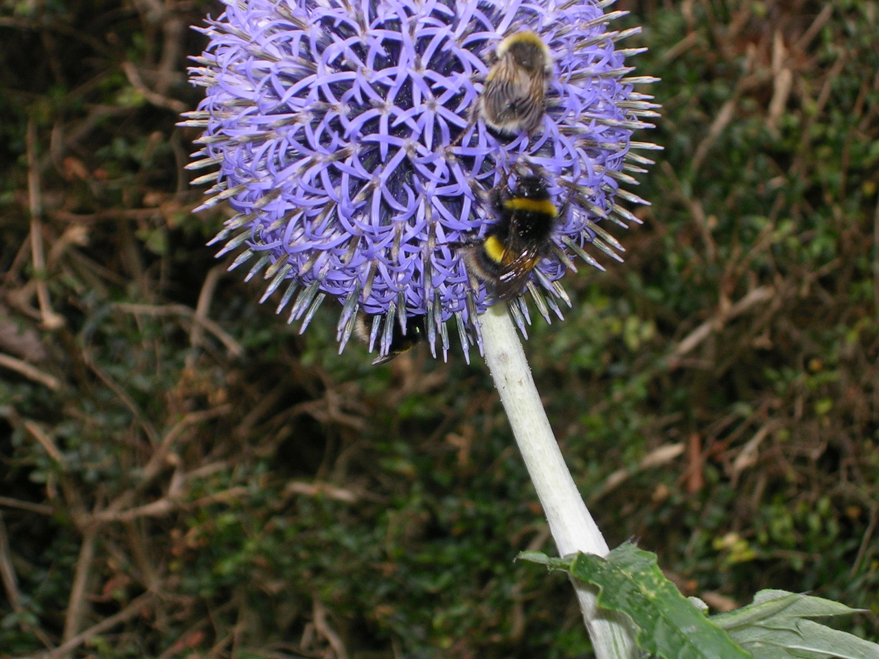 Fwd: Fulwood bees			
					</div><!-- .entry-content -->
		
		<footer>
		
		
		
					
					</footer><!-- .entry-meta -->
	</article><!-- #post -->
				
											
				
		
<hr class=