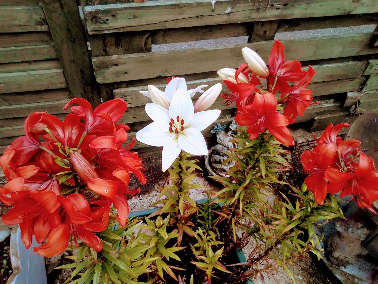 Fwd: Christine’s Lilies @ Thurcroft.			
					</div><!-- .entry-content -->
		
		<footer>
		
		
		
					
					</footer><!-- .entry-meta -->
	</article><!-- #post -->
				
											
				
		
<hr class=