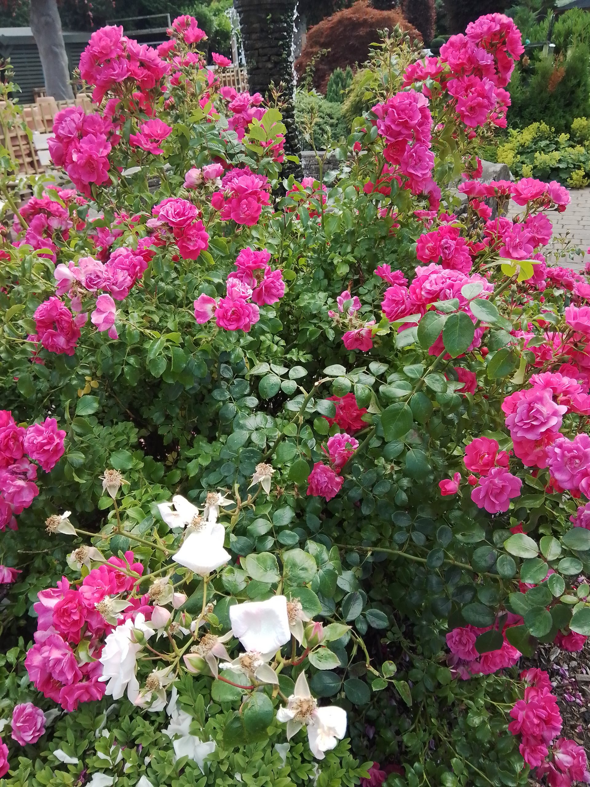 Fwd: Hope garden centre			
					</div><!-- .entry-content -->
		
		<footer>
		
		
		
					
					</footer><!-- .entry-meta -->
	</article><!-- #post -->
				
											
				
		
<hr class=