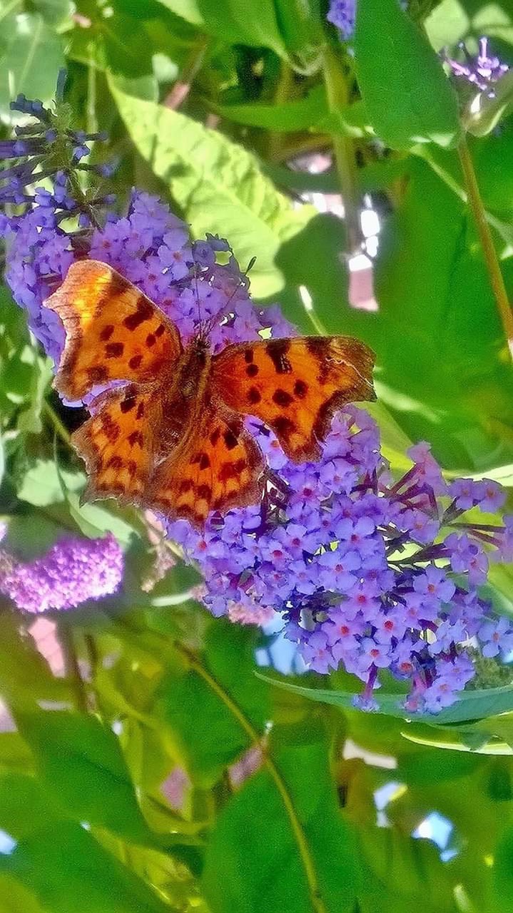 Fwd: By Mark Winter- Comma butterfly, Brinsworth.			
					</div><!-- .entry-content -->
		
		<footer>
		
		
		
					
					</footer><!-- .entry-meta -->
	</article><!-- #post -->
				
											
				
		
<hr class=