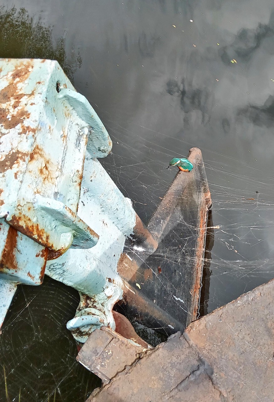 Fwd: Kingfisher ( Rotherham canal)			
					</div><!-- .entry-content -->
		
		<footer>
		
		
		
					
					</footer><!-- .entry-meta -->
	</article><!-- #post -->
				
											
				
		
<hr class=