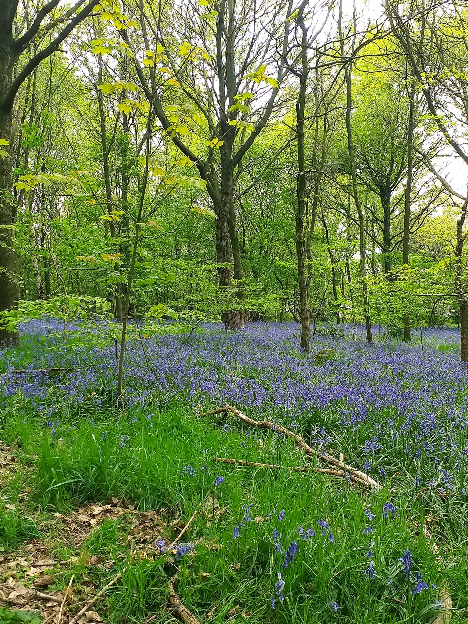 Fwd: By Mark Winter – Canklow Woods			
					</div><!-- .entry-content -->
		
		<footer>
		
		
		
					
					</footer><!-- .entry-meta -->
	</article><!-- #post -->
				
											
				
		
<hr class=